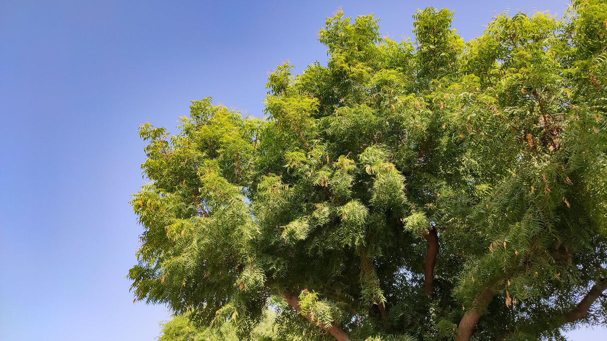 Azadirachta indica - Neem Tree