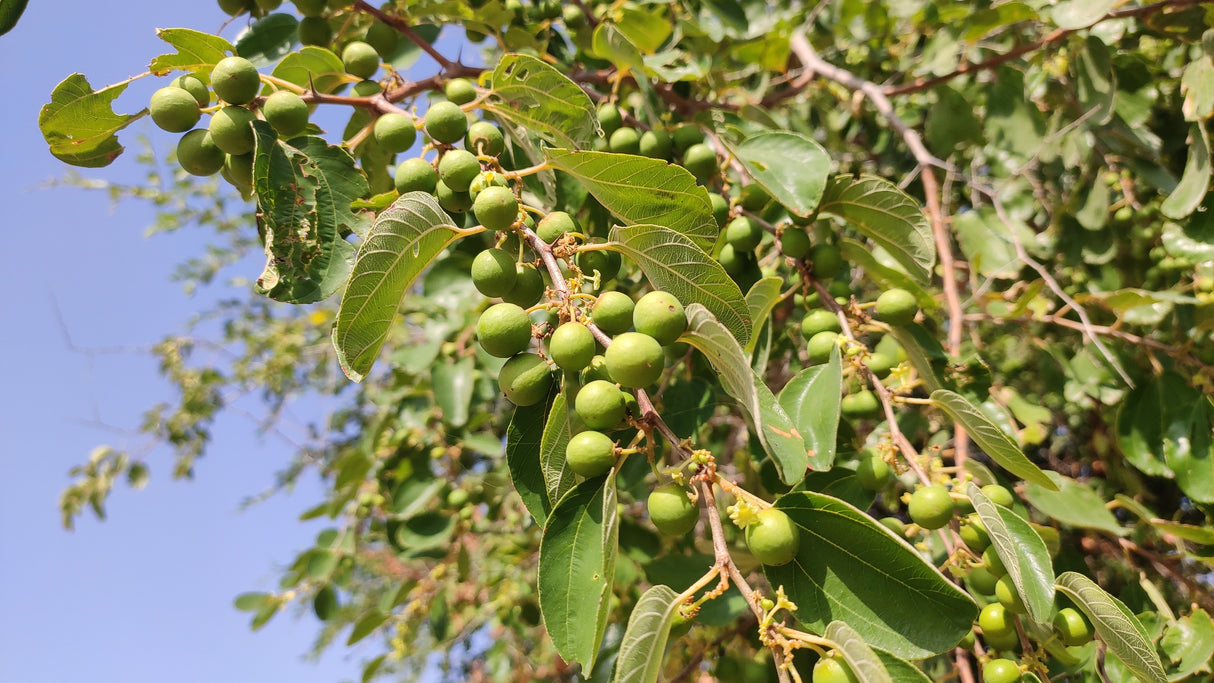 Ziziphus spina christi - Christ's Thorn Jujube