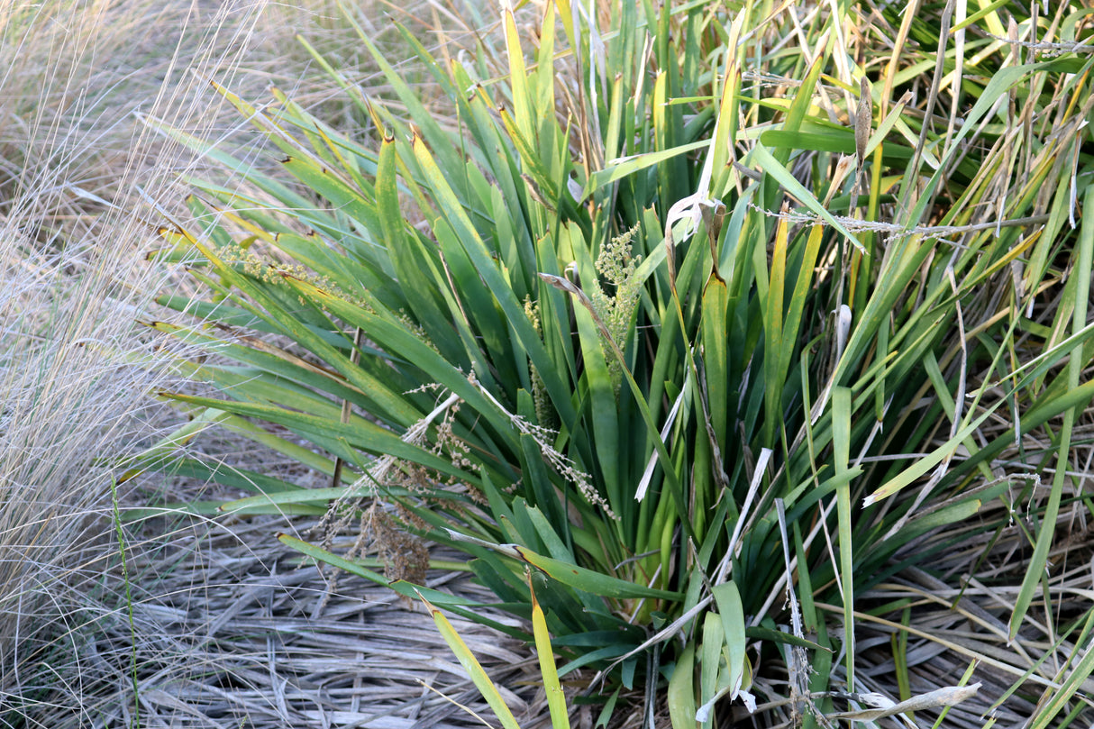 Lomandra longifolia 'Verday' - Spiny Head Mat Rush