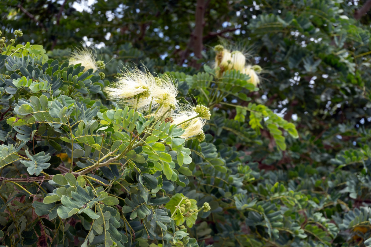 Albizia lebbeck - Siris Tree (Woman’s Tongue Tree)