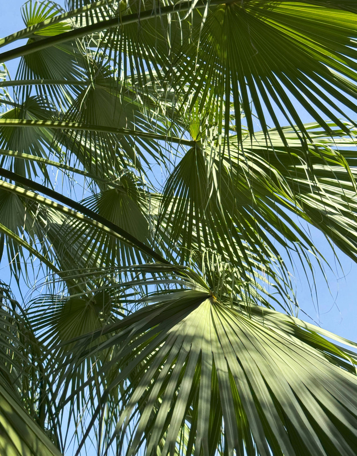 Pritchardia martii - Martii Loulu