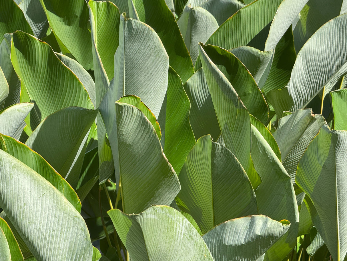 Calathea lutea - Cigar Plant