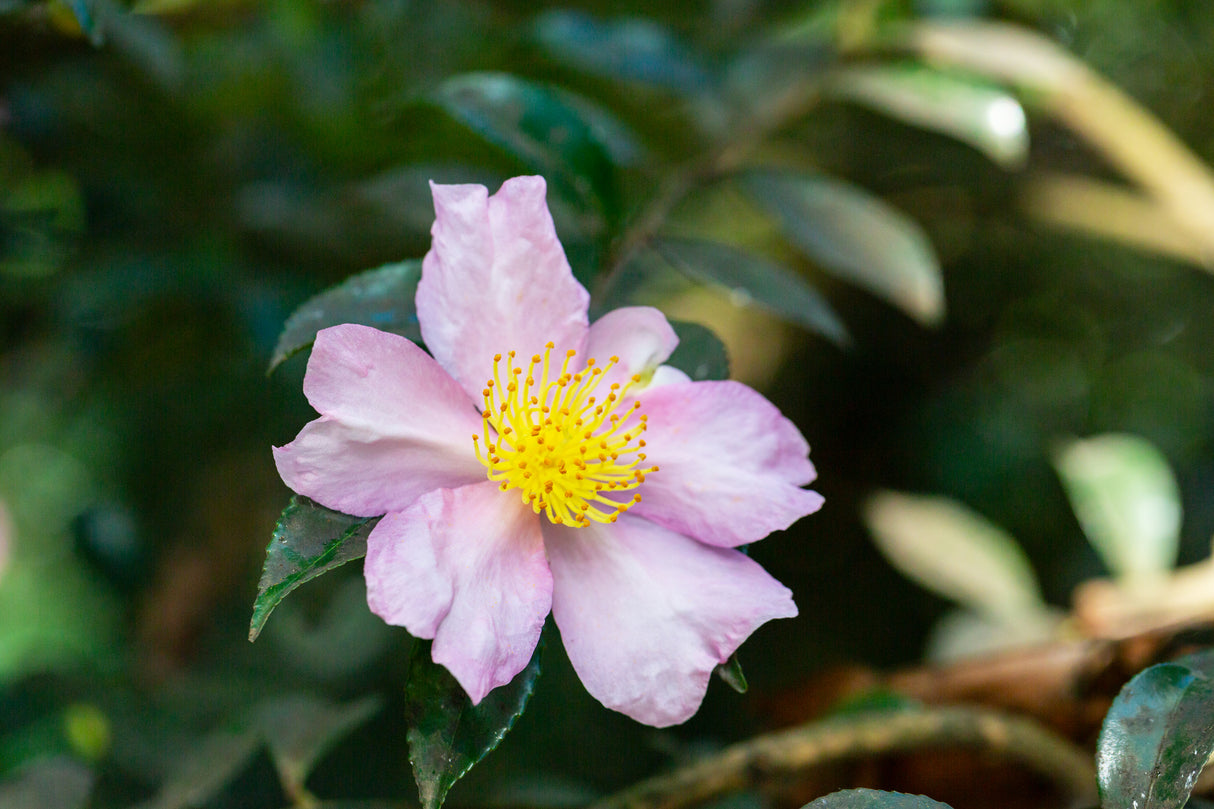 Camellia sasanqua 'Plantation Pink' - Plantation Pink Camellia