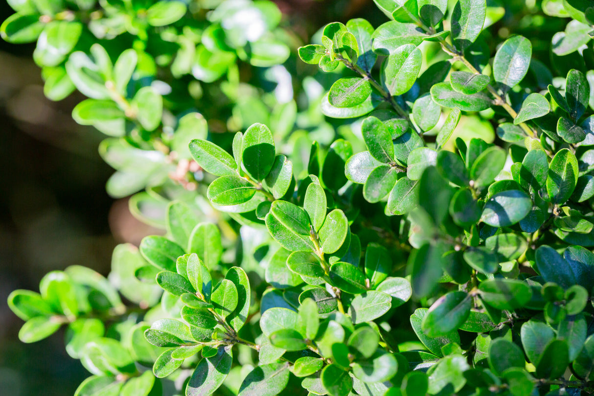 Buxus microphylla Faulkner 'Dwarf' - Japanese Box