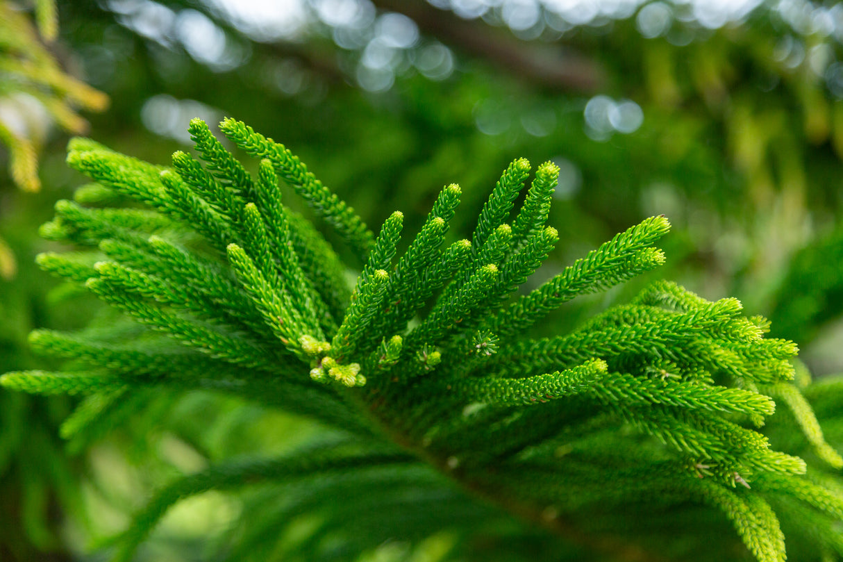 Araucaria heterophylla - Norfolk Island Pine