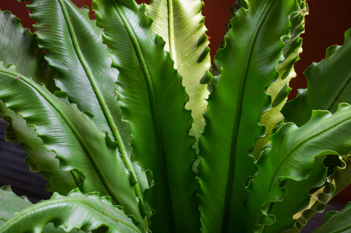 Asplenium nidus Crissie - Birds Nest Fern