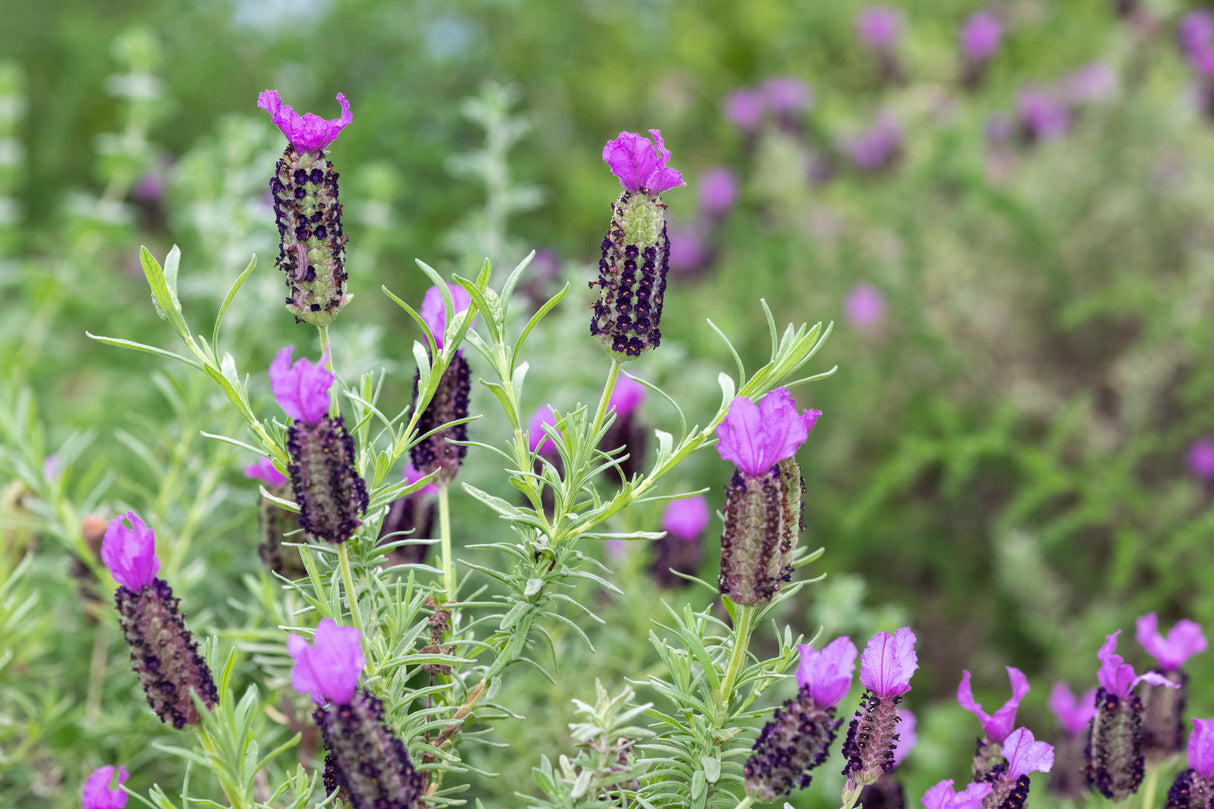 Lavandula dentata - French Lavender