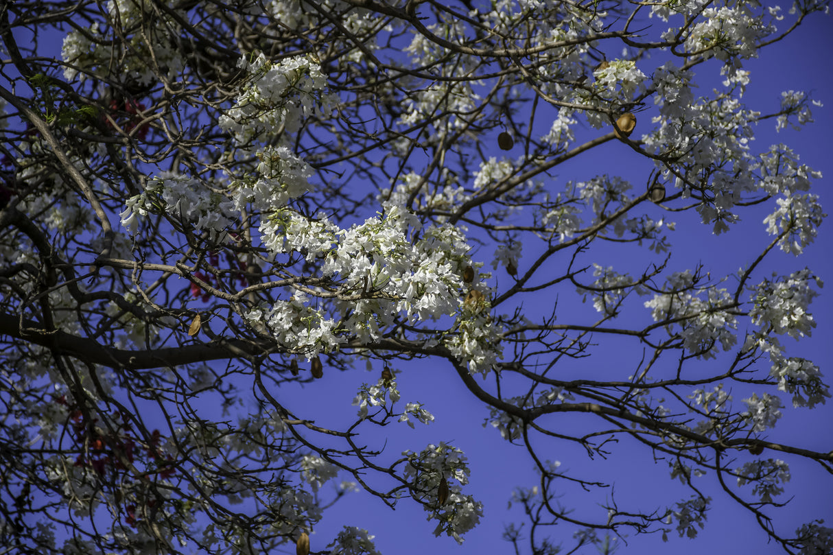 Jacaranda mimosifolia 'Alba' - White Jacaranda Tree