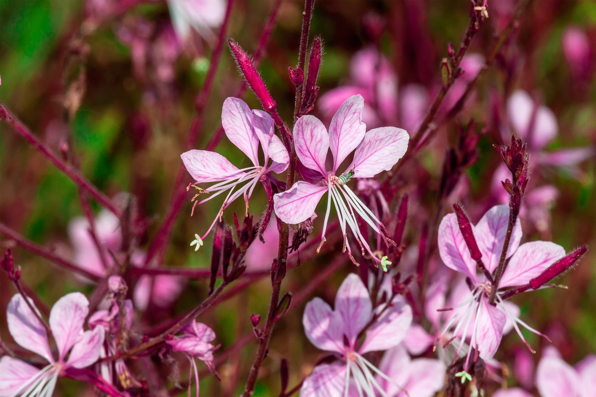 Gaura lindheimeri - Butterfly Bush