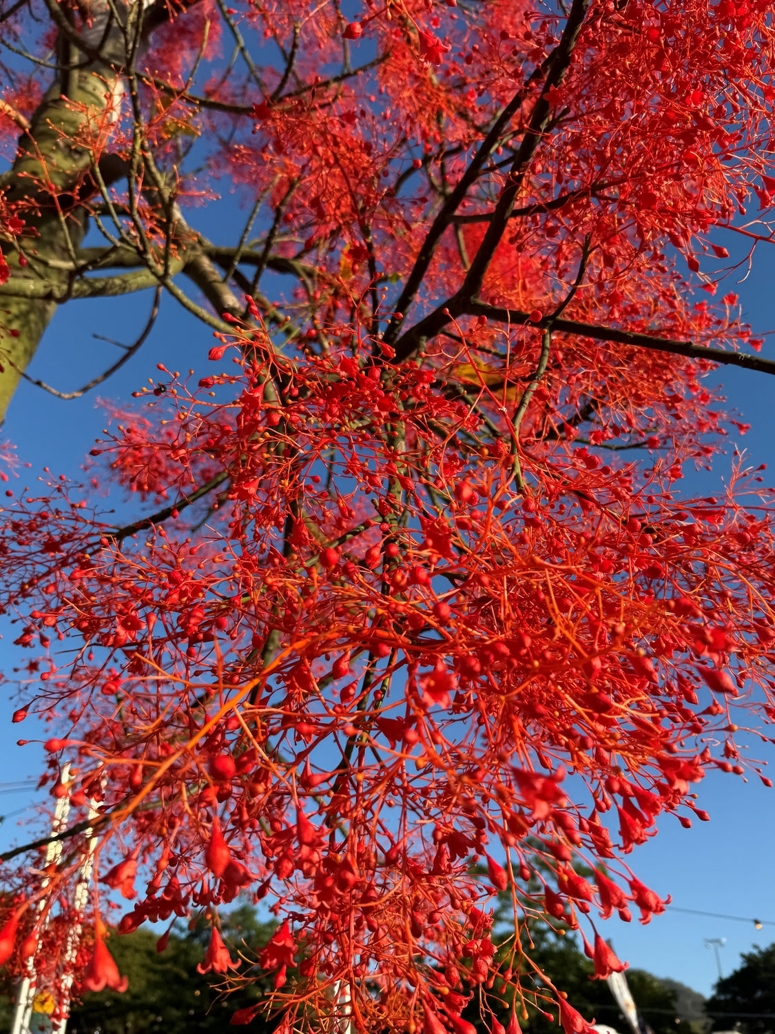 Brachychiton 'Jerilderie Red' - Jerilderie Red Tree