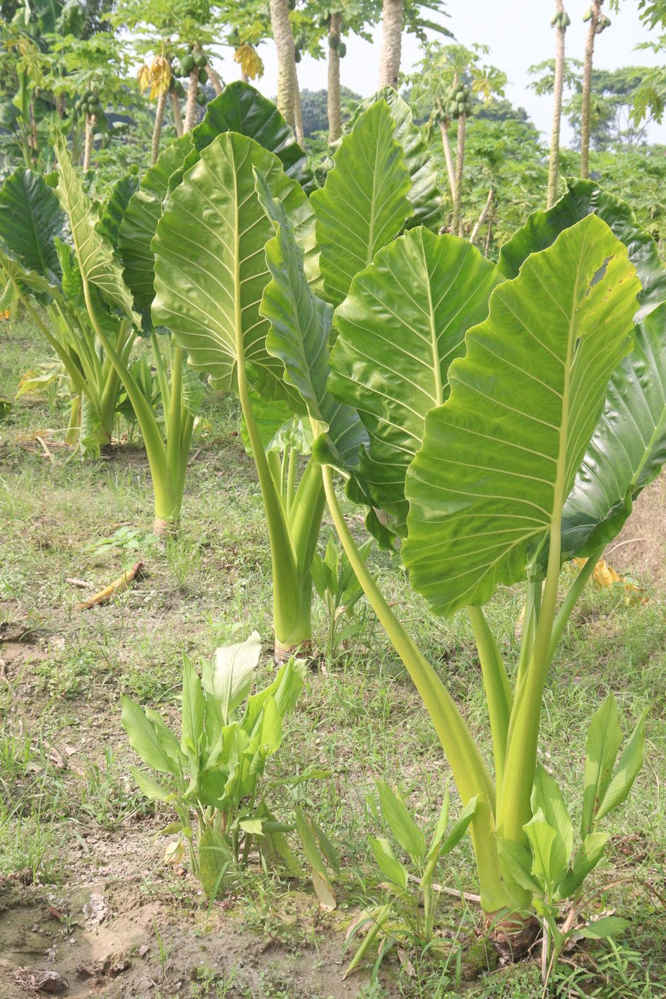 Alocasia brisbanensis - Elephants Ear Plant