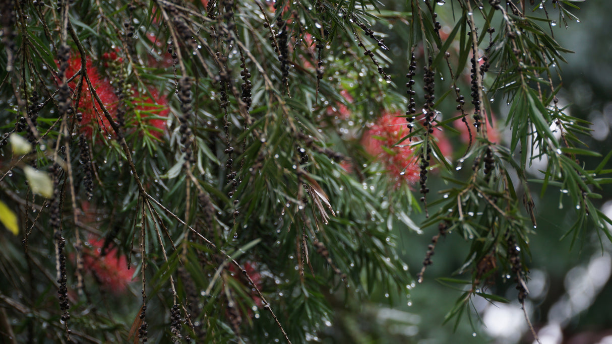 Callistemon viminalis 'Wildfire' - Wildfire Bottlebrush