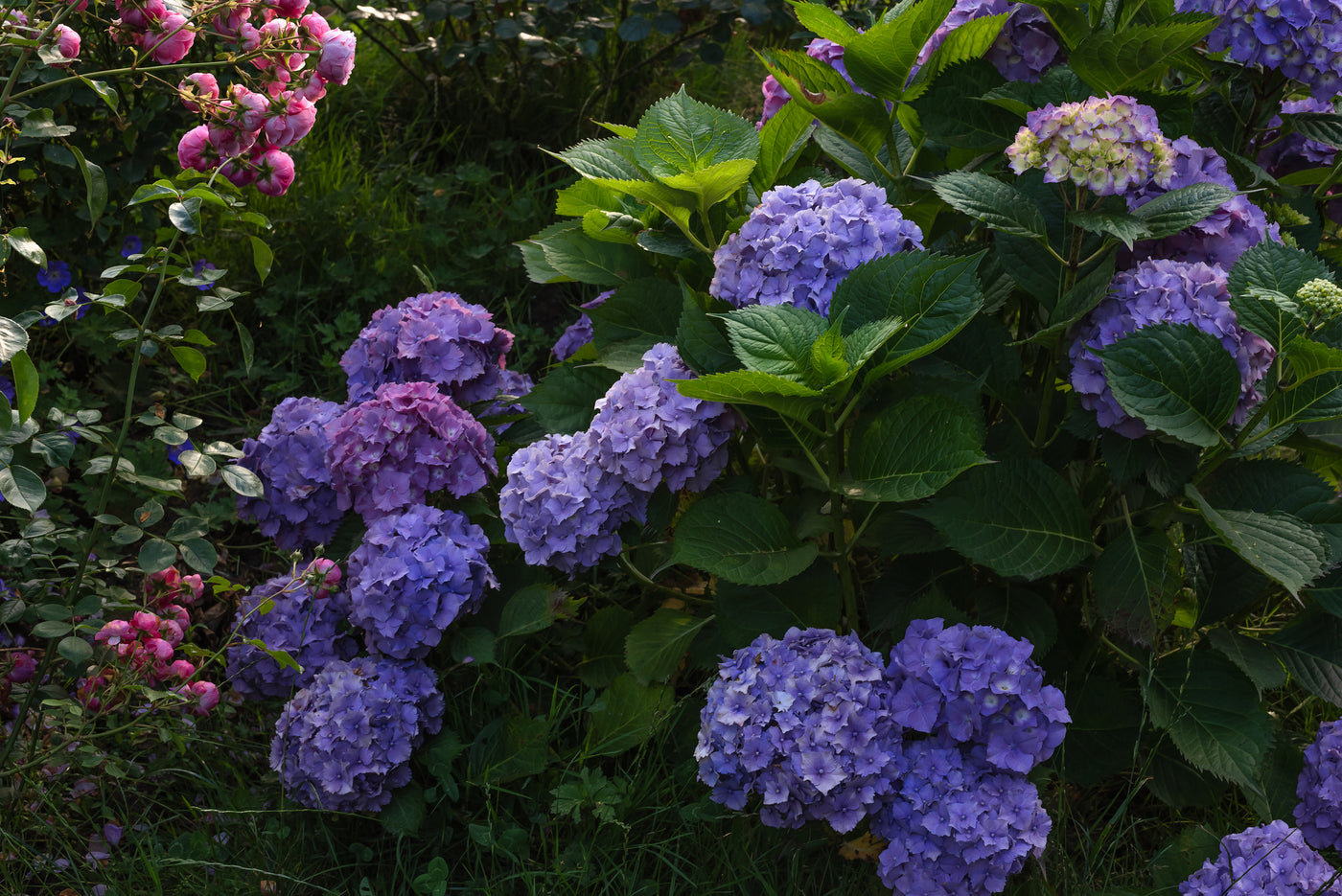 Hydrangea macrophylla 'Obsidian Storm Cloud' - Obsidian Storm Cloud Hydrangea