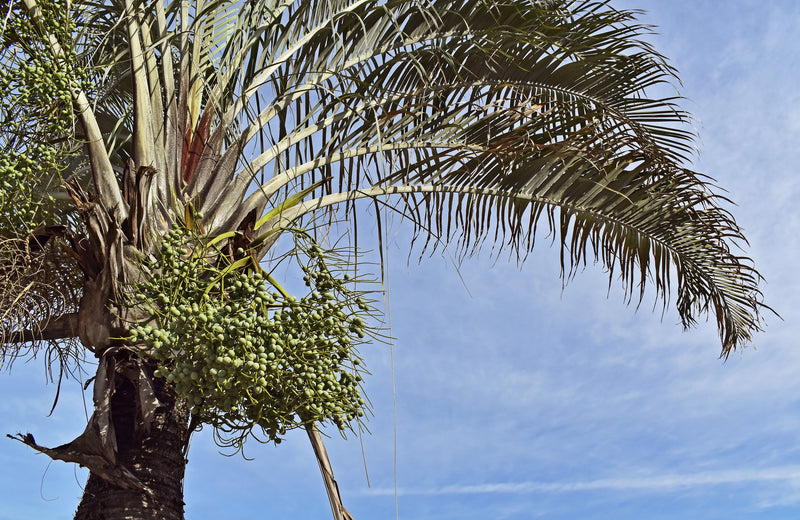 Dypsis decaryi - النخيل المثلث