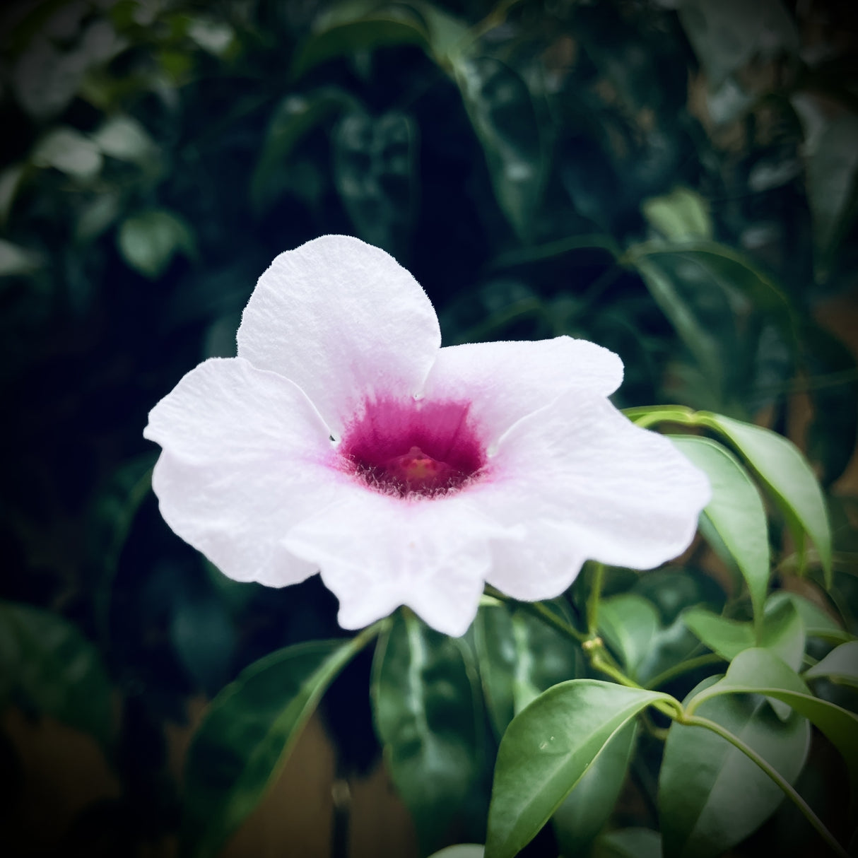 Pandorea jasminoides 'Pink Magic' - Pink Magic Bower Vine