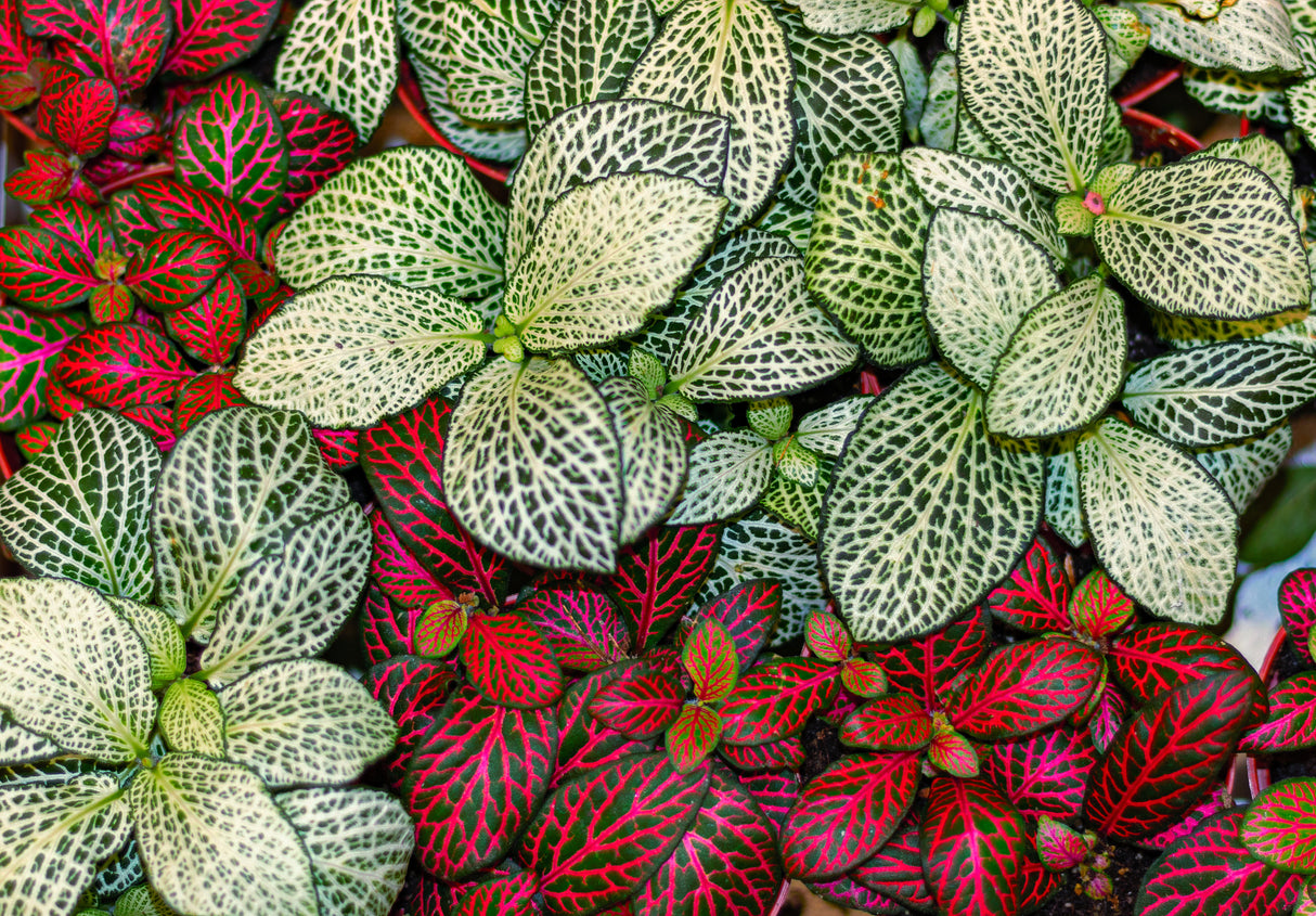 Fittonia 'Red Cloud' - Red Cloud Nerve Plant