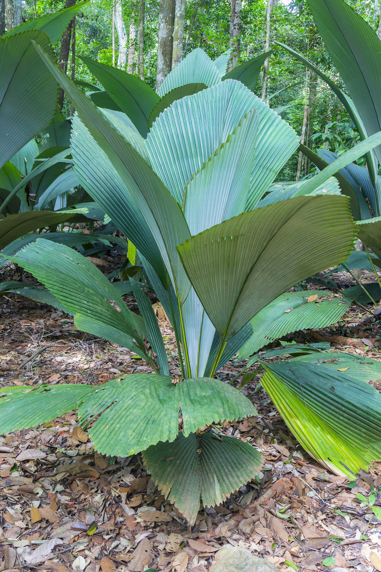 Pelagodoxa henryana - Henry's Palm