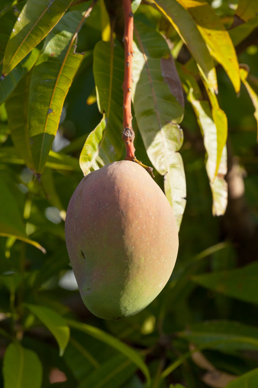 Mangifera indica 'Bowen' - شجرة مانجو Bowen