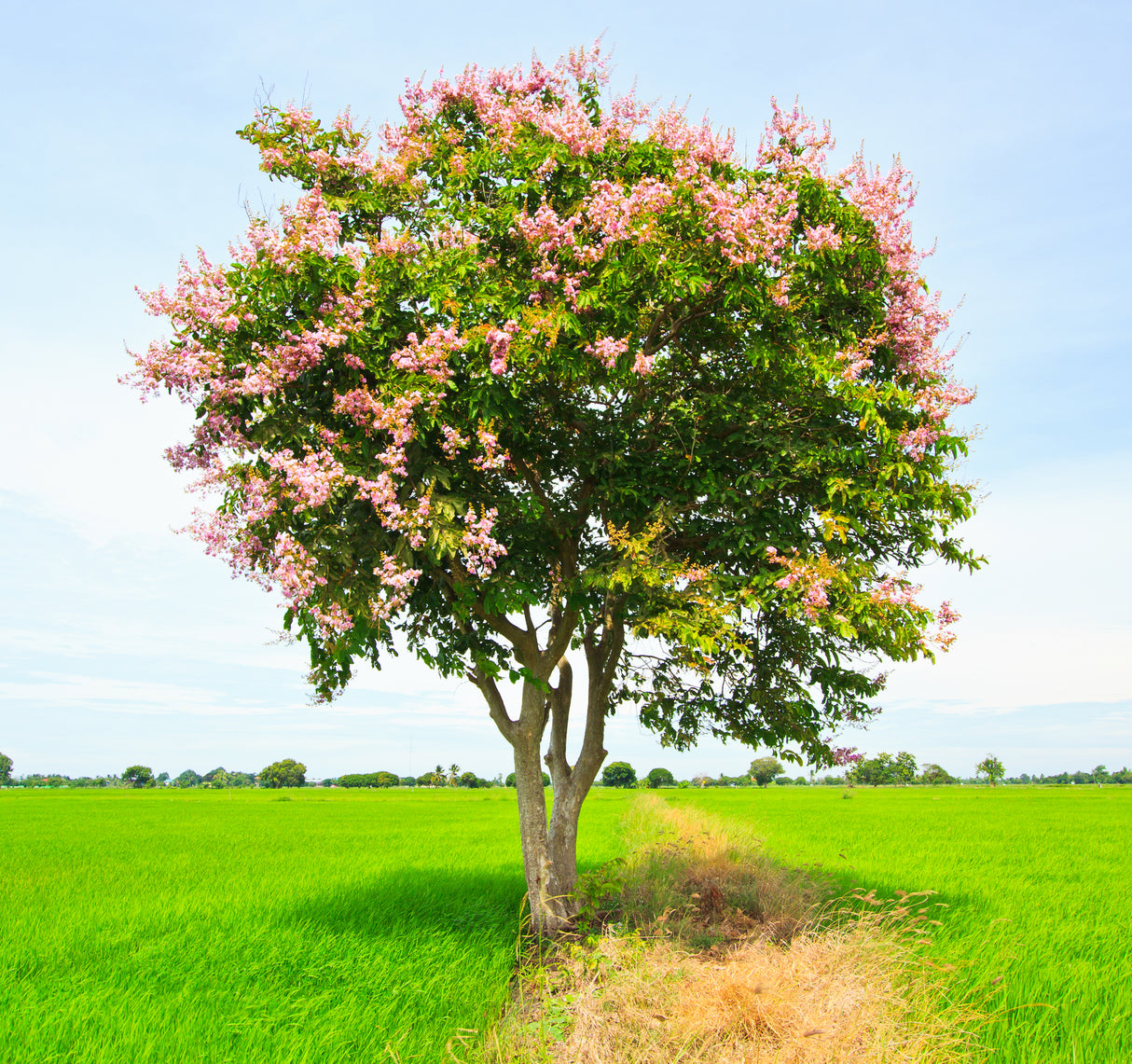 Lagerstroemia floribunda - Thai crape myrtle