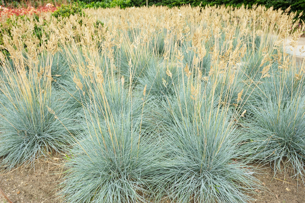 Festuca glauca - Blue Fescue