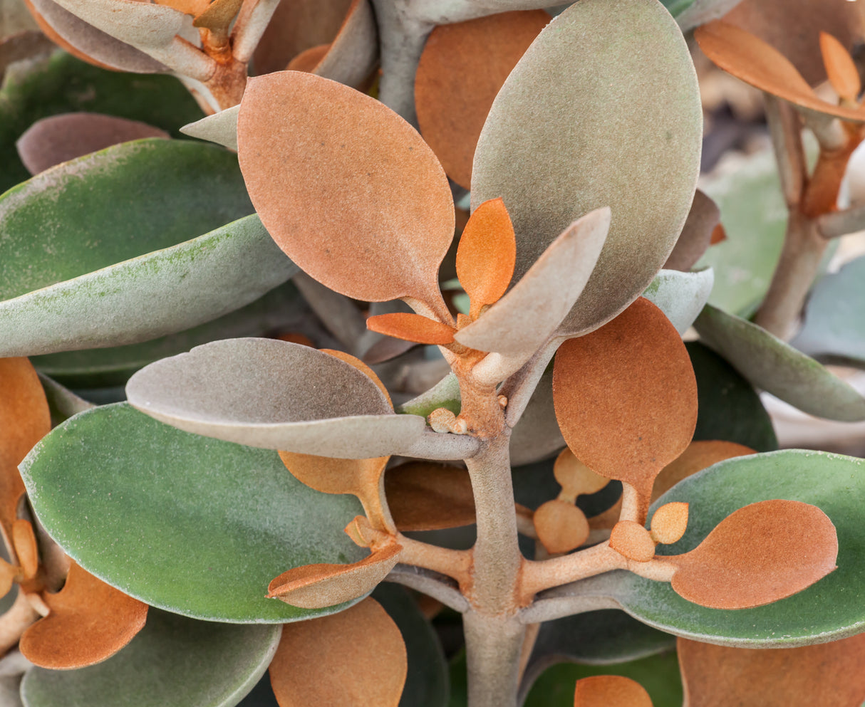 Kalanchoe orgyalis - Copper Spoons Kalanchoe