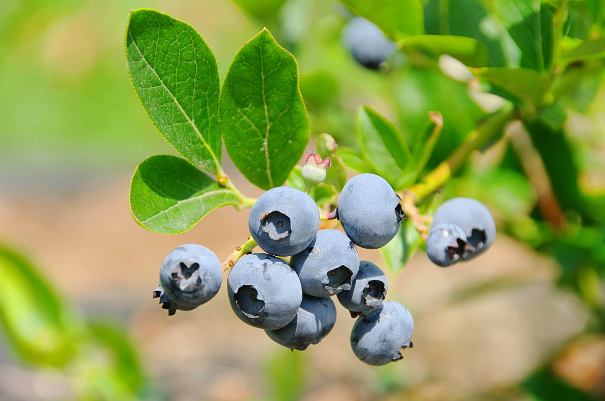 Vaccinium 'Gulf Coast' - Gulf Coast Blueberry