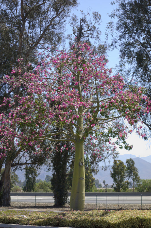 Ceiba speciosa - شجرة الحرير الخيطي
