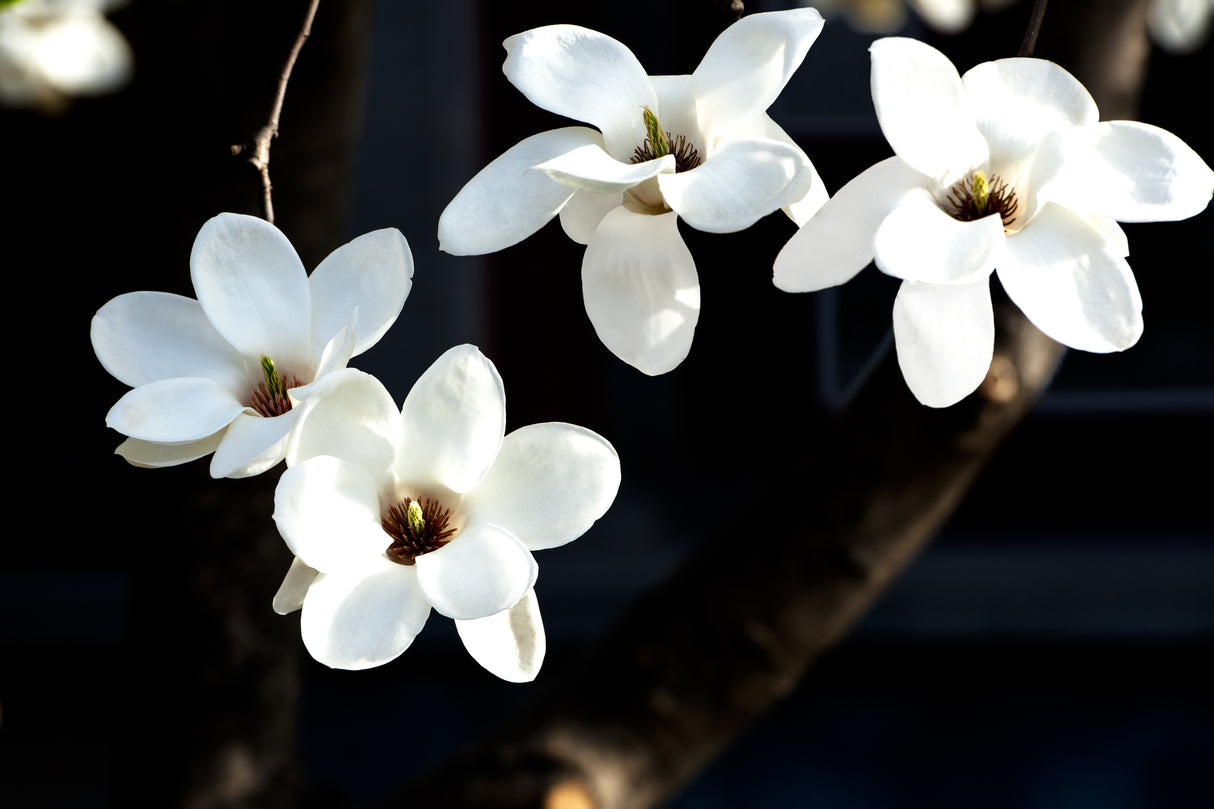 Magnolia denudata 'Yulan' - Yulan Magnolia