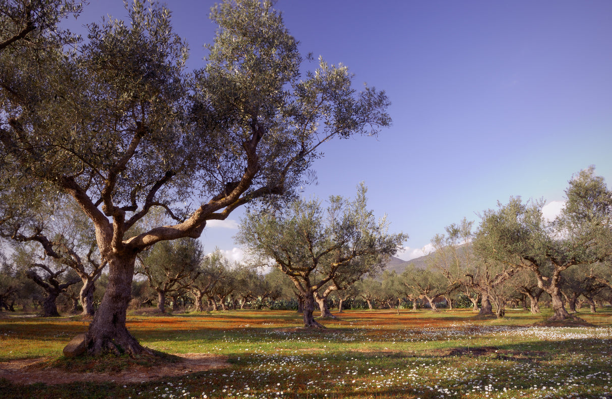 Olea europaea 'Kalamata' - Kalamata Olive Tree