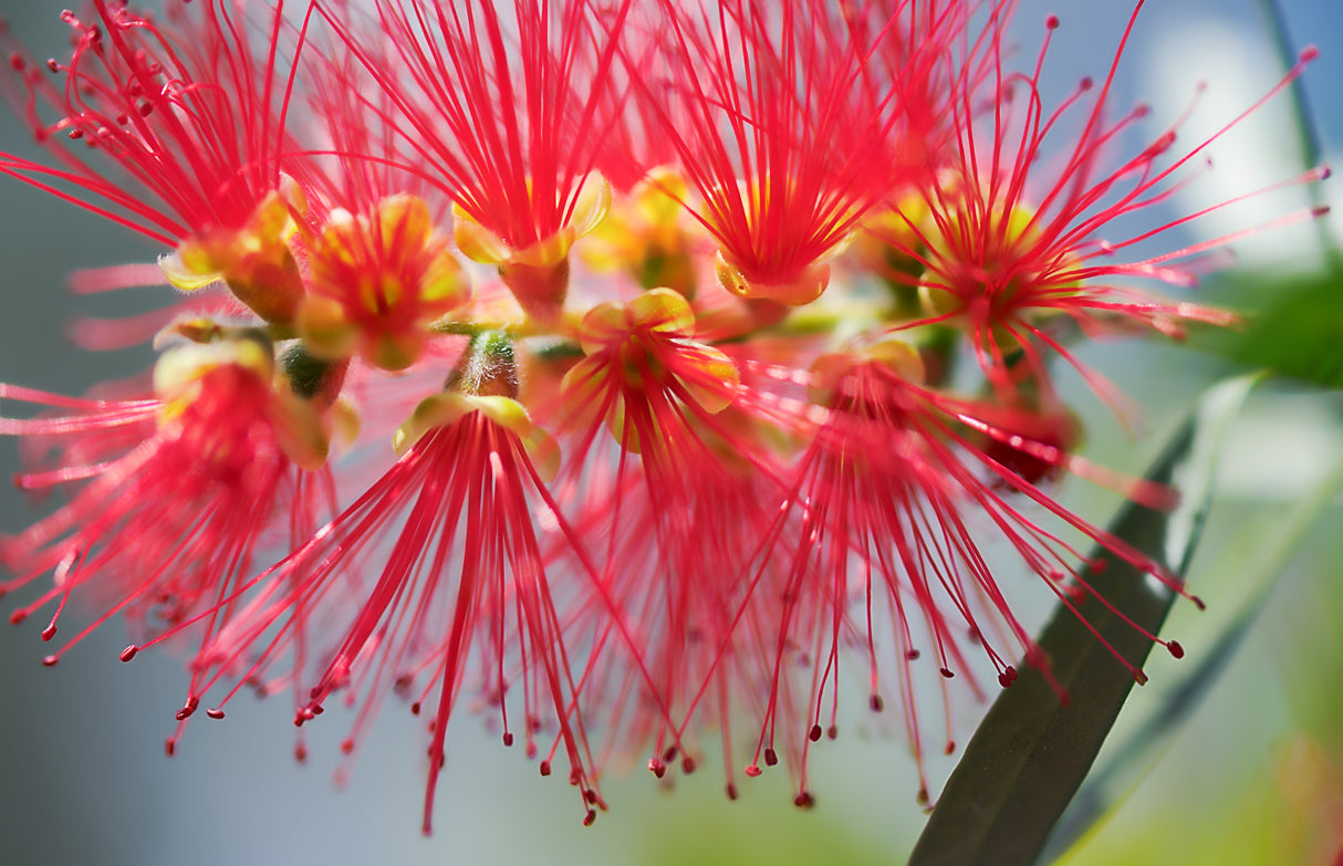 Callistemon viminalis 'Captain Cook' - Captain Cook Bottlebrush