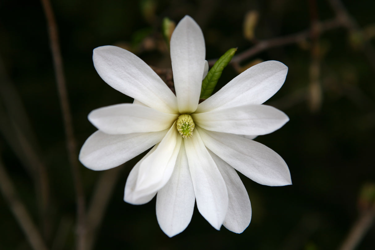 Magnolia stellata - Star Magnolia