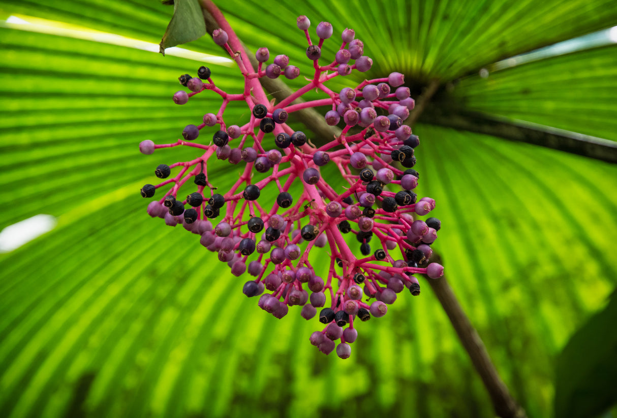 Kerriodoxa elegans - White Elephant Palm