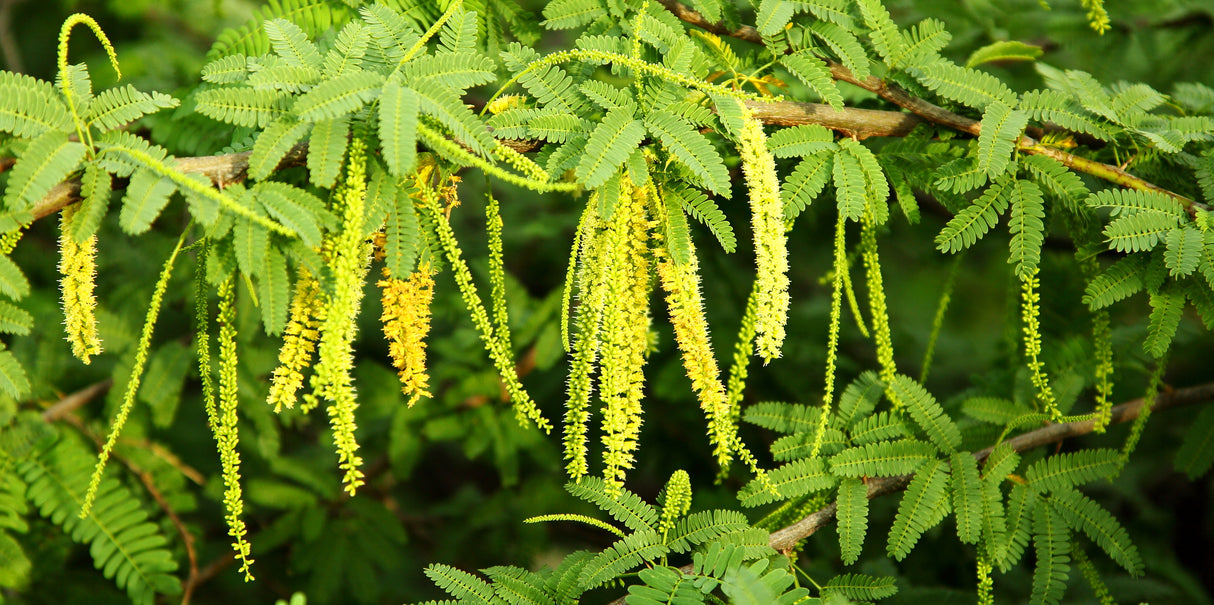 Acacia arabica (Vachellia nilotica) - Babul Tree