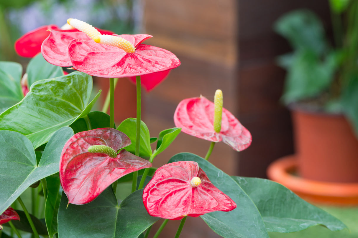 Anthurium spp. - Assorted Anthurium