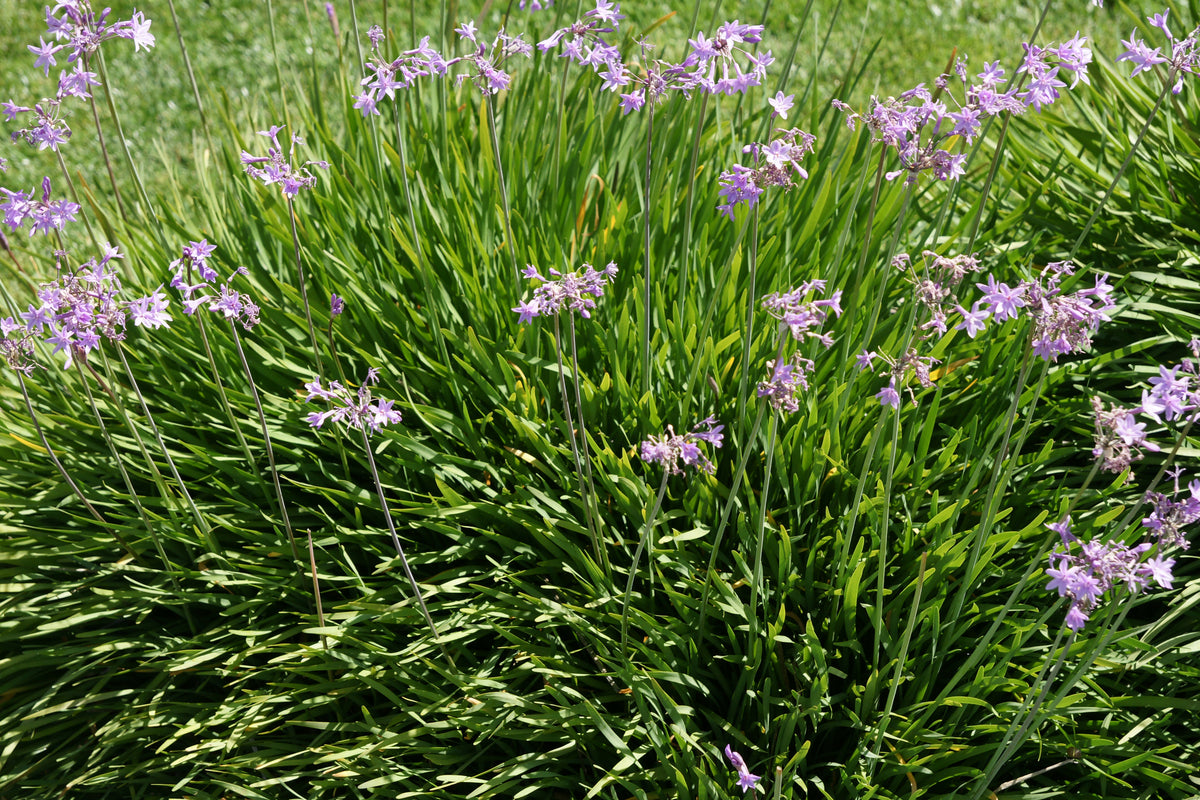 Tulbaghia violacea - Society Garlic