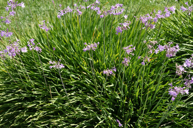 Tulbaghia violacea - Society Garlic