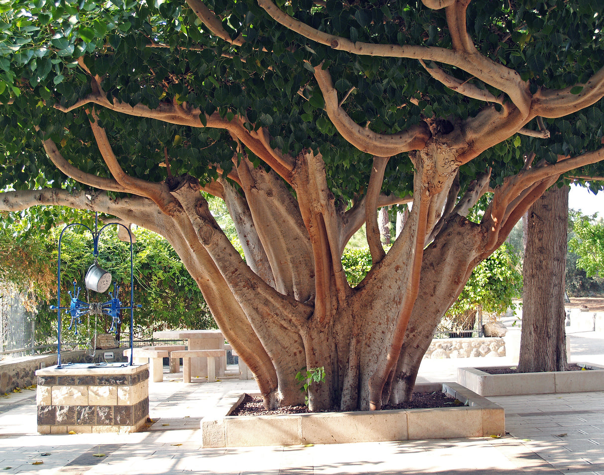 Ficus Religiosa - Sacred fig