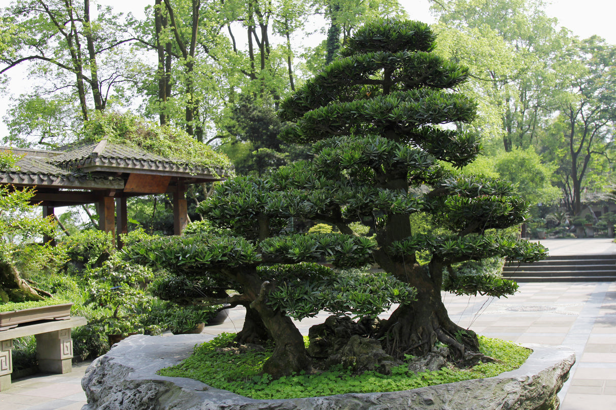 Podocarpus macrophyllus - Buddhist Pine