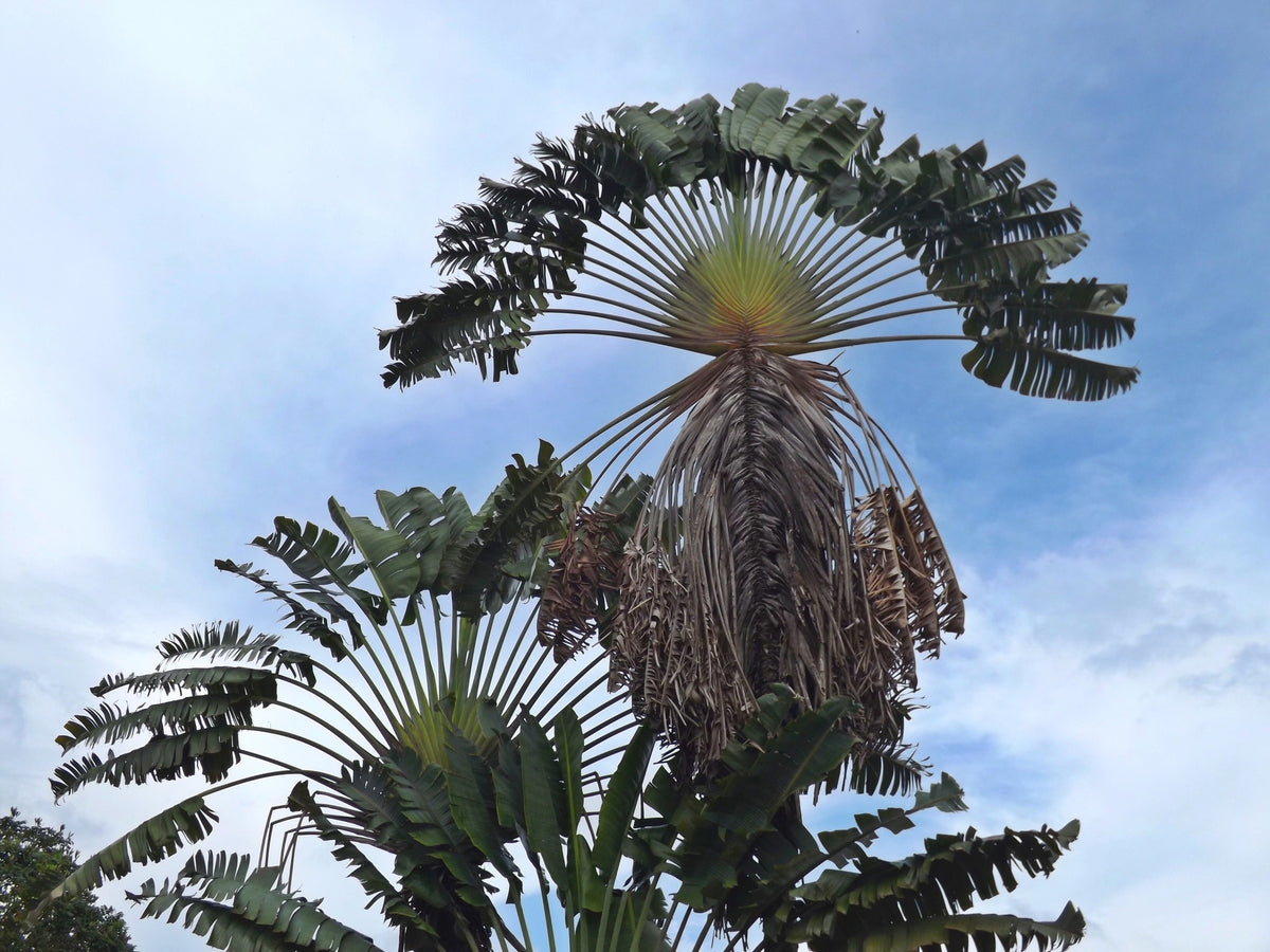 Ravenala madagascariensis - Traveler's Palm