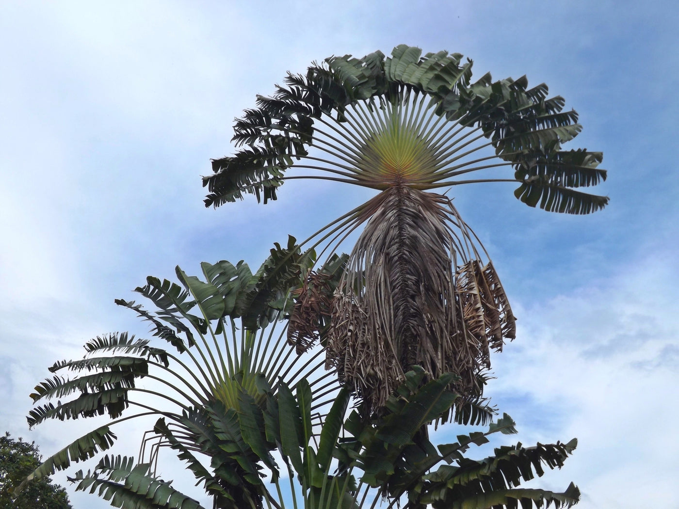 Ravenala madagascariensis - Traveler's Palm