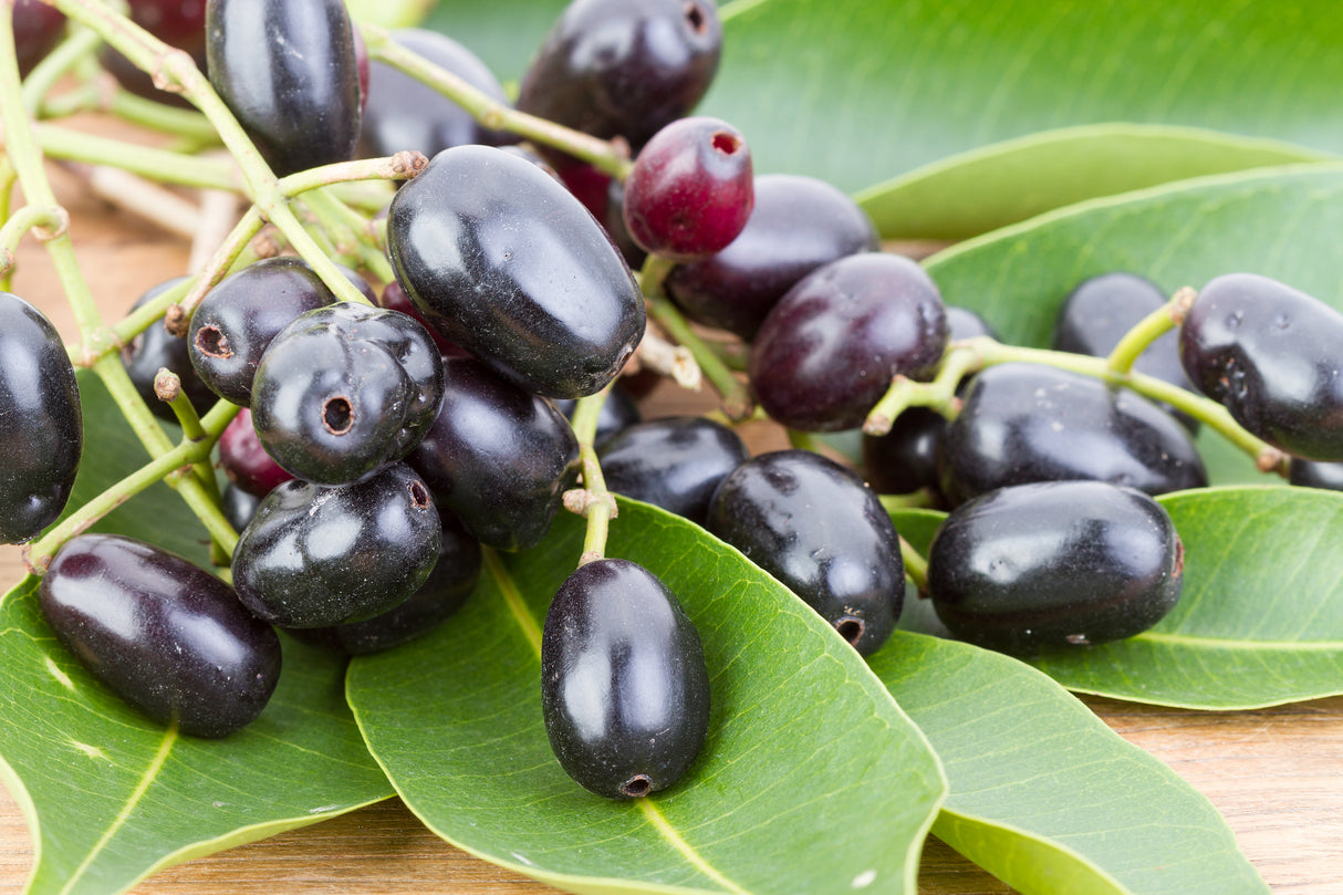 Syzygium francisii - Francis's Lilly Pilly