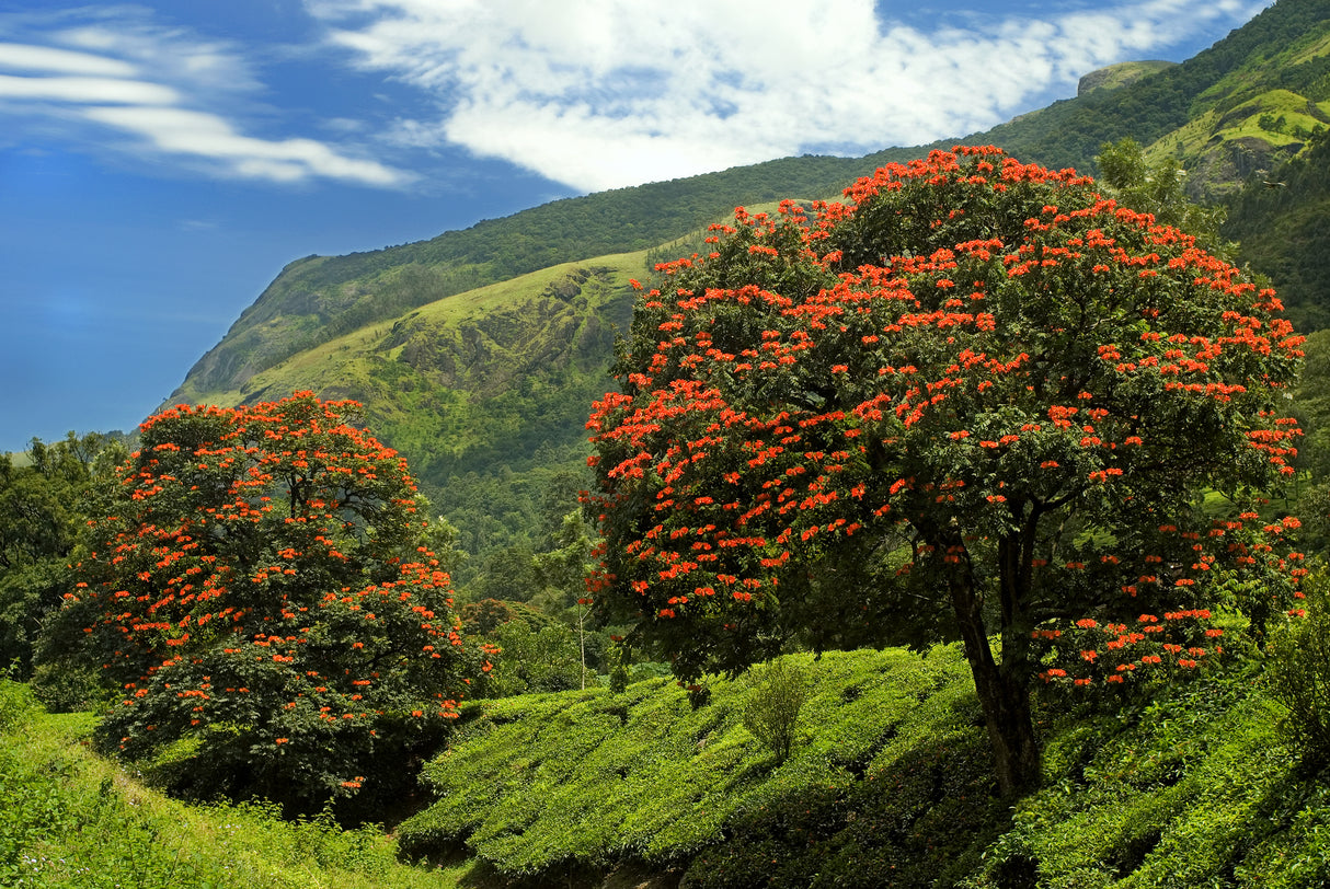 Spathodea campanulata - African Tulip Tree