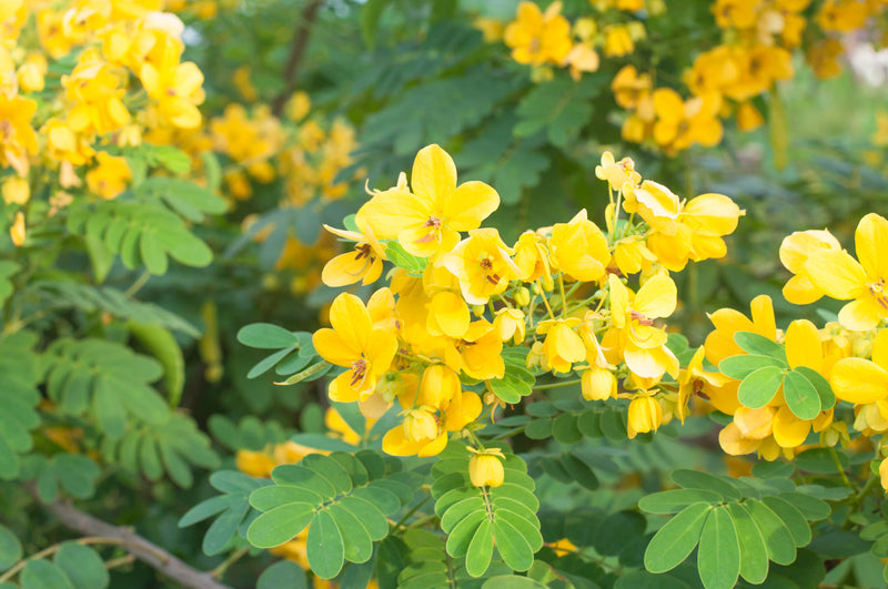 Cassia glauca - الدش اللامع