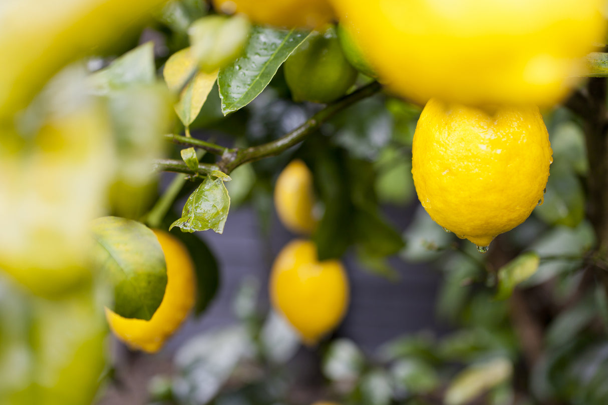 Citrus × meyeri - Meyer Lemon Tree