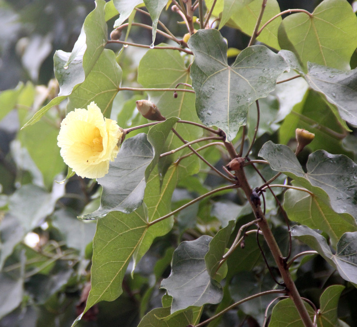 Thespesia populnea - Indian Tulip Tree