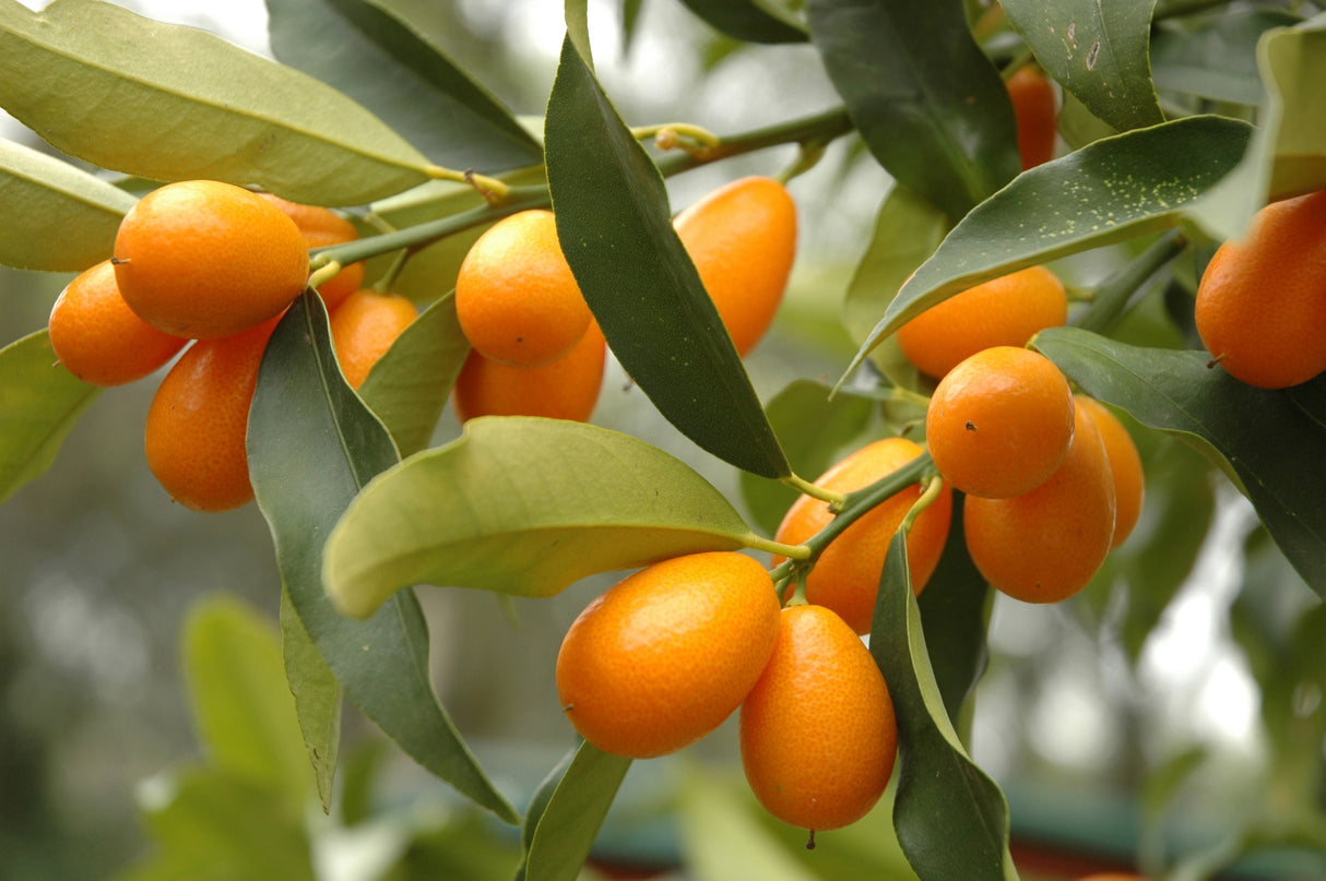 Fortunella japonica - Kumquat Tree