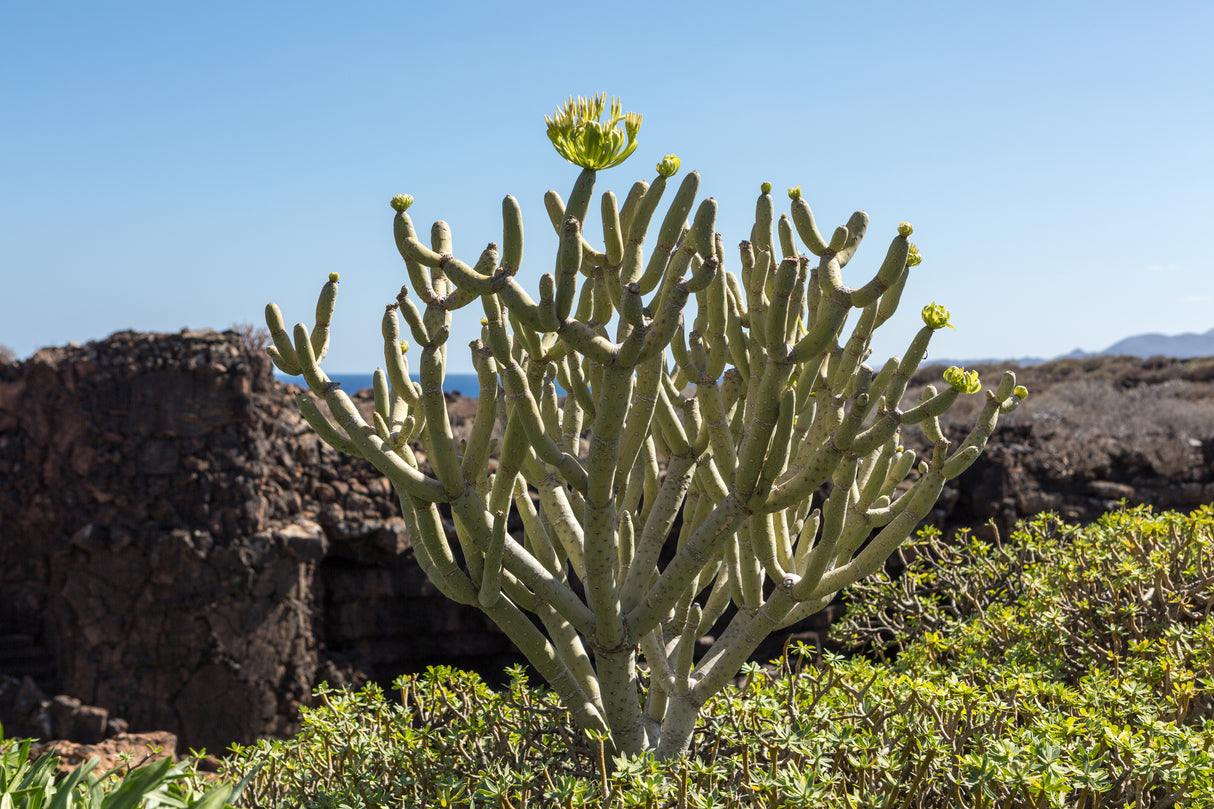 Euphorbia balsamifera - Balsam spurge