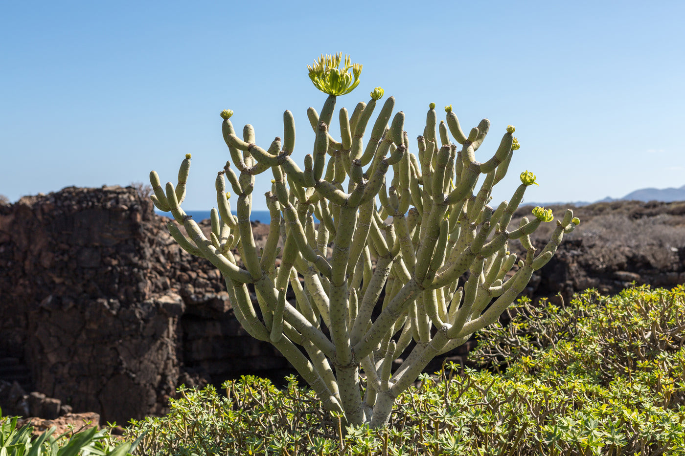 Euphorbia balsamifera - Balsam spurge