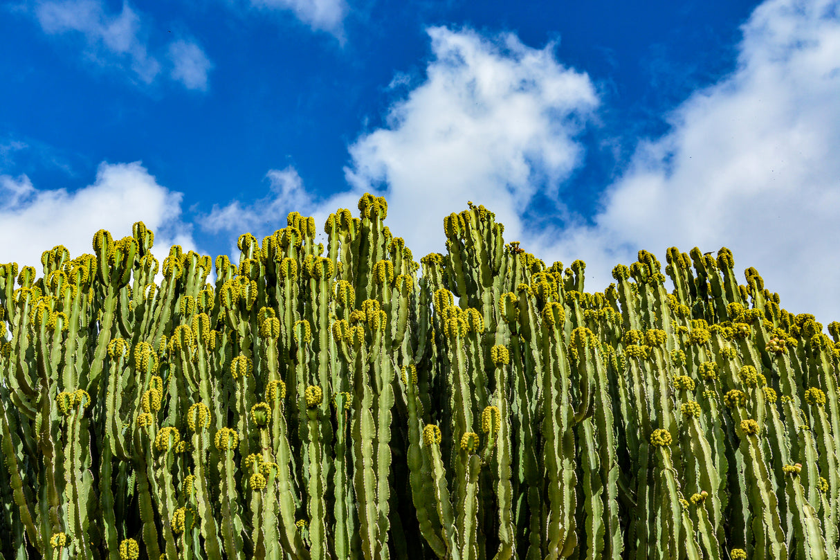 Euphorbia eritrea - Candelabrum Cactus