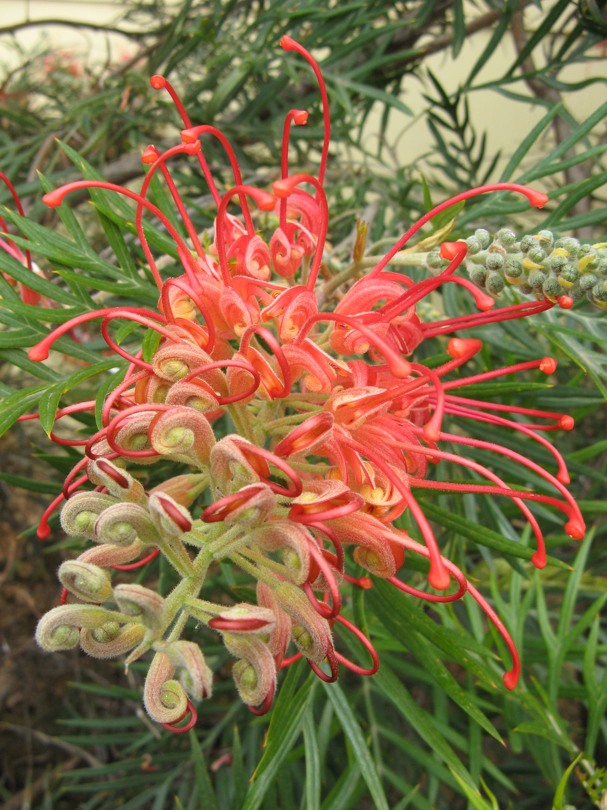 Grevillea 'Forest Rambler' - Forest Rambler Grevillea